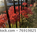 紅蜘蛛百合盛開 76919825