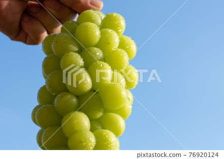 Drops of grapes over the blue sky (Shine Muscat) Men's hands 76920124