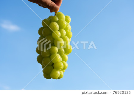 Drops of grapes over the blue sky (Shine Muscat) Men's hands 76920125