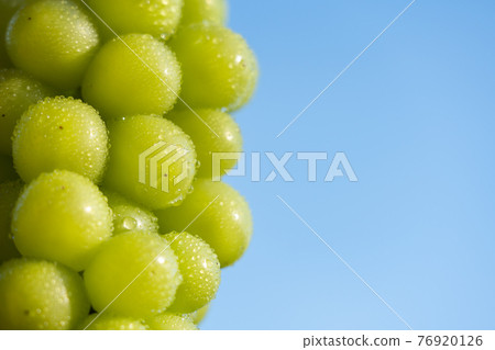 Grape drops in front of the blue sky (Shine Muscat) 76920126