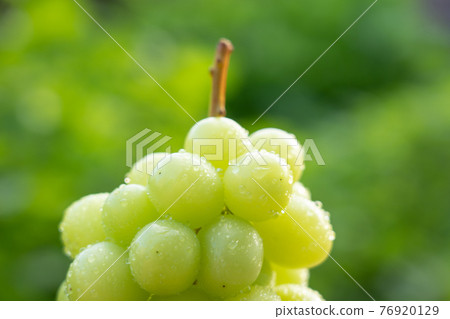 Green grape drops (Shine Muscat) 76920129