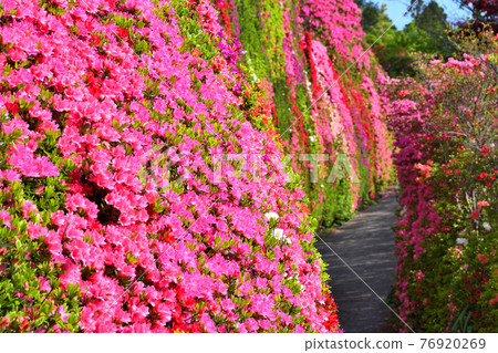 Azalea in full bloom Azalea in full bloom 76920269