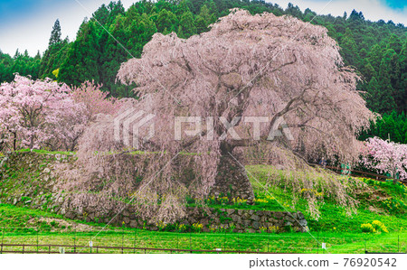 300 years old, the brave figure of Matabei Sakura 76920542