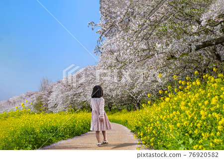 One back view of a girl walking along the promenade of cherry blossom trees and rape blossoms 76920582
