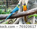 A pair of colorful parrots are resting on a branch. 76920617