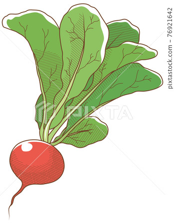 Radish 76921642