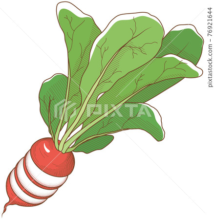 Round sliced radish 76921644