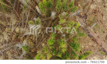 Dead wood aerial bark beetle drone pest Ips typographus dead spruce tree infested and attacked by the European spruce quadcopter view flying fly flight show, cutting deforestation caterpillar 76921799