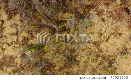 Wood aerial bark beetle drone pest Ips typographus dead spruce tree infested and attacked by the European spruce quadcopter view flying fly flight show, cutting deforestation caterpillar dead 76921800