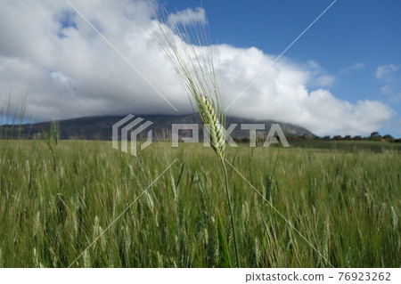 Wheat flower season Wheat flower season 76923262