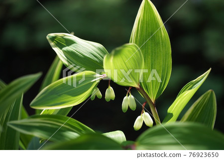 April 品川 418 Narukoyuri, Asparagus Family, Nemu no Ki no Niwa 76923650