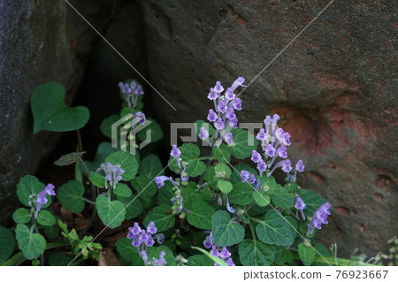 April Shinagawa 411 Scutellaria indica (Lamiaceae), Labiatae, Ikedayama Park 76923667