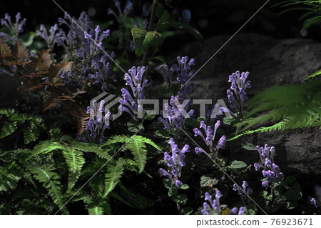 April Shinagawa 410 Scutellaria indica (Lamiaceae), Labiatae, Ikedayama Park 76923671