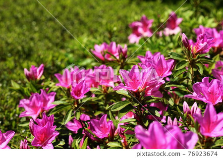 4月品川407杜鵑花（Azalea），杜鵑花家族，池田山公園 76923674