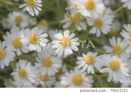 Chamomile flower garden Chamomile flower garden 76923701
