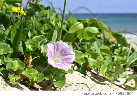 奄美大島海岸盛開的野花 奄美大島海岸盛開的野花 76923804