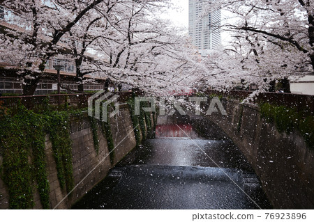 Meguro River Snowstorm 76923896