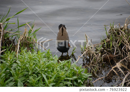 麵包車/鷹 76923922