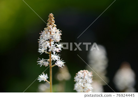Tiarella Welly 76924445