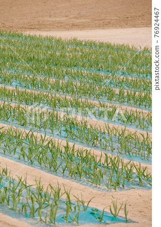 Crops, agriculture, land, crops, nature, fields Crops, agriculture, land, crops, nature, fields 76924467