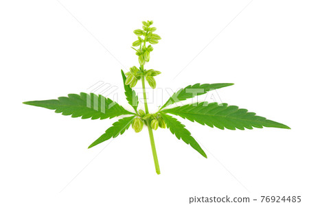 Cannabis plant isolated on white background. Hemp leaf close up. Marijuana green leaf. 76924485