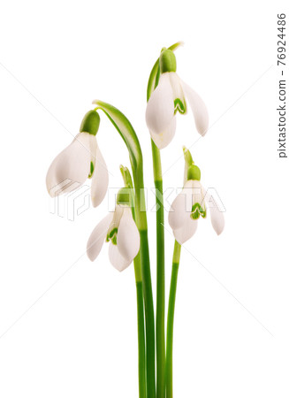 Snowdrop flowers isolated on white background. Beautiful spring flowers. 76924486