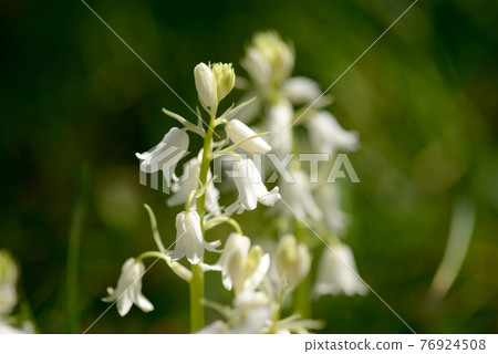 Tsuriganezusen Tsuriganezusen 76924508