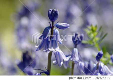 Tsuriganezusen Tsuriganezusen 76924509