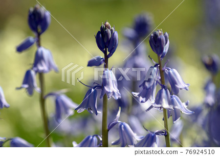 Tsuriganezusen Tsuriganezusen 76924510