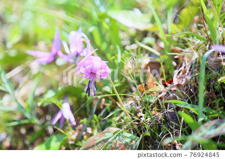 Katakuri flowers Katakuri flowers 76924845