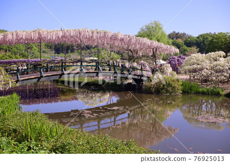 Ashikaga Flower Park Light Red Bridge 76925013