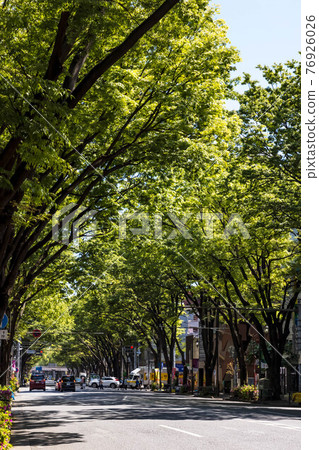 (Tokyo-Cityscape) 清新的綠色甲州街道綠樹成蔭的景觀2 (Tokyo-Cityscape) 清新的綠色甲州街道綠樹成蔭的景觀2 76926026