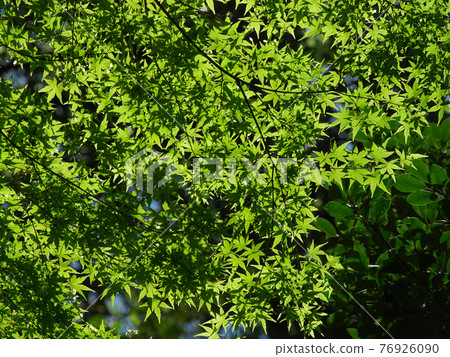 [Tokyo, April 2021] Fresh green natural scenery of Arisugawanomiya Park 76926090