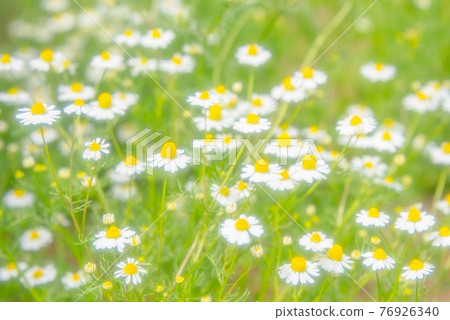 洋甘菊花園 76926340