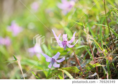 Katakuri flowers 76926349