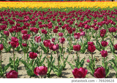 Tulip 76926628