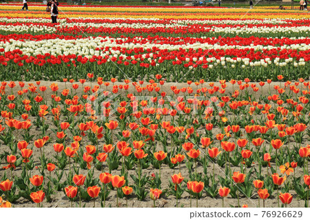 Tulip Tulip 76926629