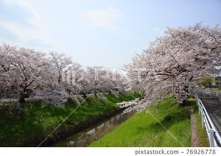 Sahōgawa的櫻花 76926778