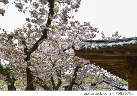Seosan Gaesimsa Double Cherry Blossoms Seosan Gaesimsa Double Cherry Blossoms 76926793