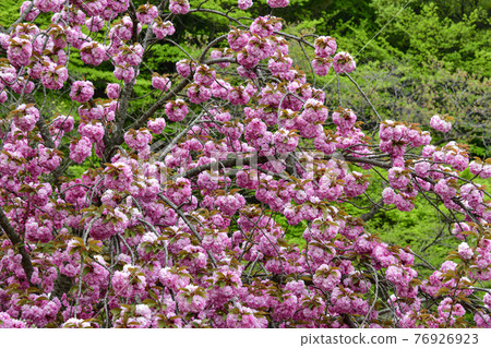 Seosan Gaesimsa Double Cherry Blossoms Seosan Gaesimsa Double Cherry Blossoms 76926923