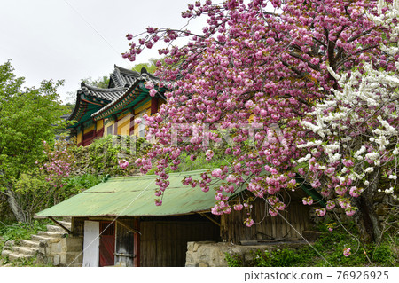 Seosan Gaesimsa Double Cherry Blossoms Seosan Gaesimsa Double Cherry Blossoms 76926925