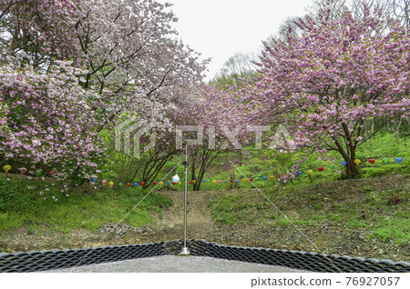 Seosan Munsusan Double Cherry Blossoms 76927057