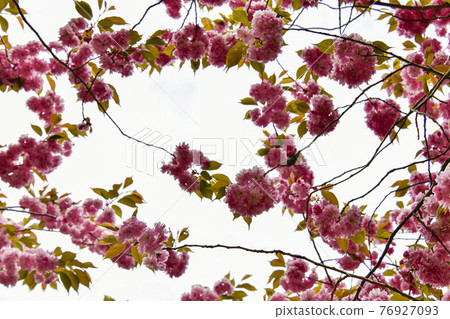 Seosan Munsu Temple Double Cherry Blossoms 76927093