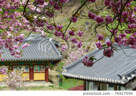 Seosan Munsu Temple Double Cherry Blossoms 76927094