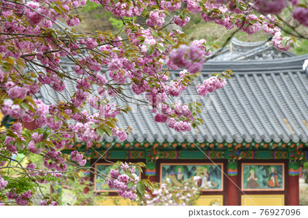 Seosan Munsu Temple Double Cherry Blossoms 76927096