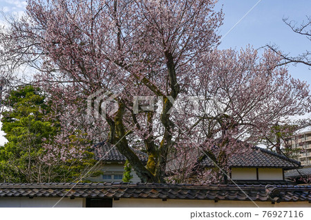 金澤城黑門前的越野櫻 76927116