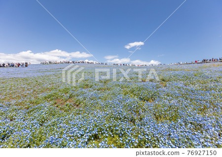 日立海濱公園的Nemophila 日立海濱公園的Nemophila 76927150