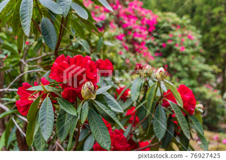 (Shizuoka Prefecture) Rhododendron in Amagi Green Garden (Shizuoka Prefecture) Rhododendron in Amagi Green Garden 76927425