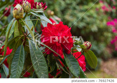 (Shizuoka Prefecture) Rhododendron in Amagi Green Garden (Shizuoka Prefecture) Rhododendron in Amagi Green Garden 76927426