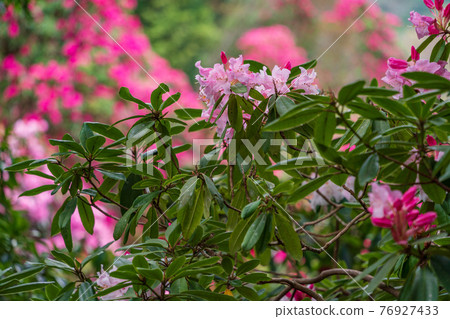 (靜岡縣)天城綠園杜鵑 (靜岡縣)天城綠園杜鵑 76927433